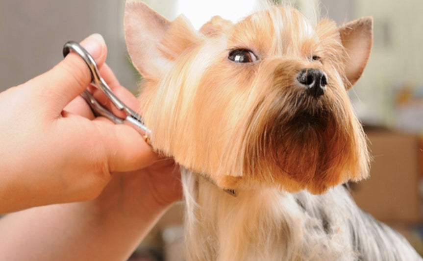 Pet Grooming Mistakes You Need To Avoid!