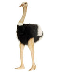 Ostrich Male 32" - UNQFurniture