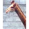 Giraffe 8' Extra Large Ride-On - UNQFurniture