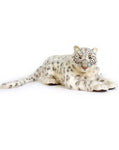 Snow Leopard Life-Size 49''L - UNQFurniture