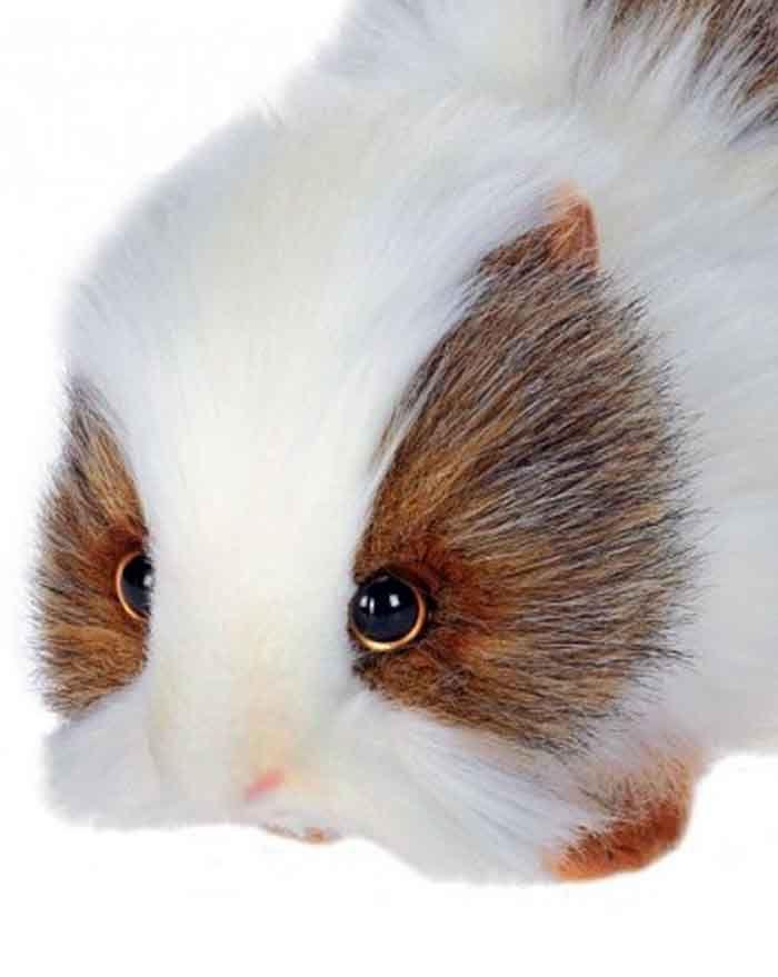 Gray/White Guinea Pig 8" - UNQFurniture