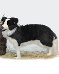 Border Collie Stnd 33''L - UNQFurniture