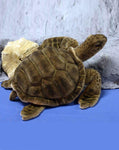 Sea Tortoise 20''L - UNQFurniture