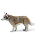 Coyote, Young 14''L - UNQFurniture