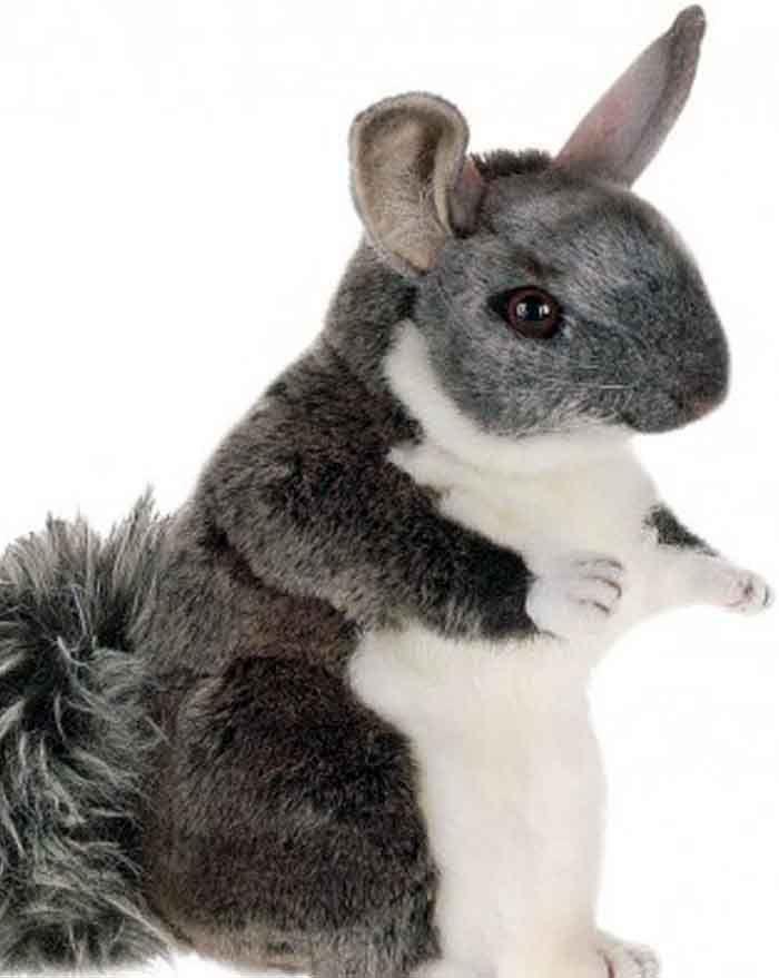 Chinchilla "Chauncey" 8'' - UNQFurniture