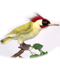 Woodpecker 9.8''L - UNQFurniture