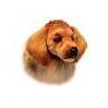 Golden Retriever Animal Seat Life Size - UNQFurniture