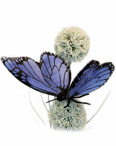 Blue Butterfly 5.5" - UNQFurniture