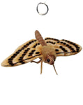 Moth 7.9"L - UNQFurniture