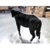 Black Pony Life Size - UNQFurniture